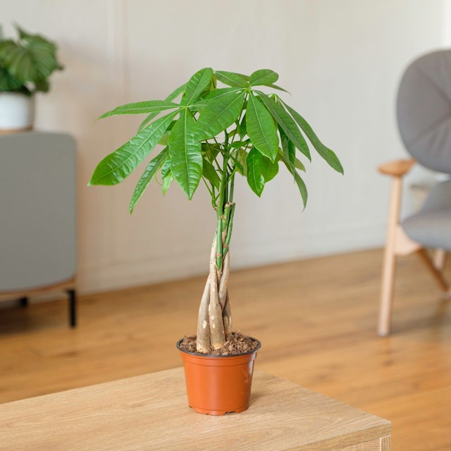Pachira Aquatica Money Tree Plant
