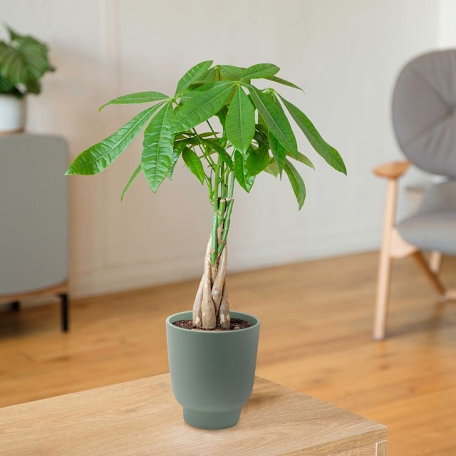 Pachira Aquatica Money Tree Plant