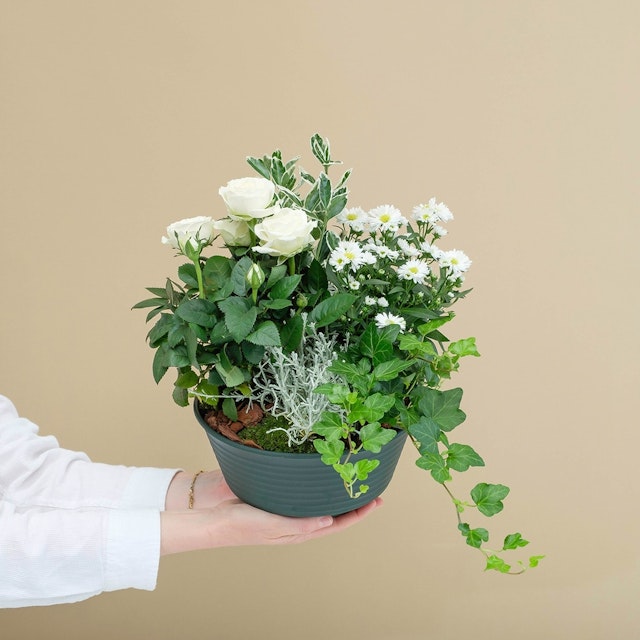 Lumineux Souvenir: Commémorative avec Livraison Directe sur Tombe