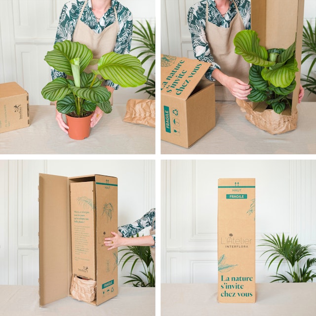 Vanda Orchid Flowering Houseplant