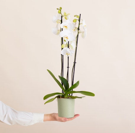 Orchidée élégante avec cache-pot décoratif