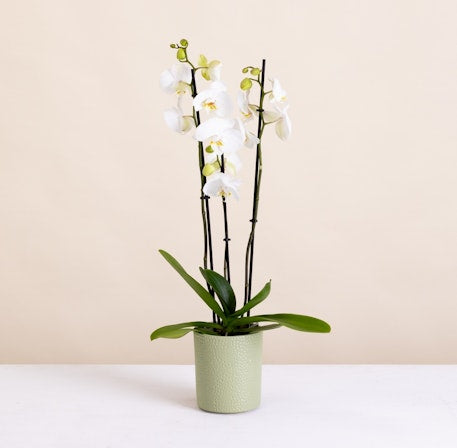 Orchidée élégante avec cache-pot décoratif