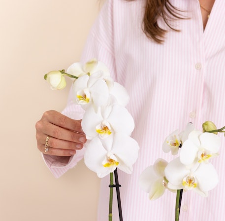 Orchidée élégante avec cache-pot décoratif