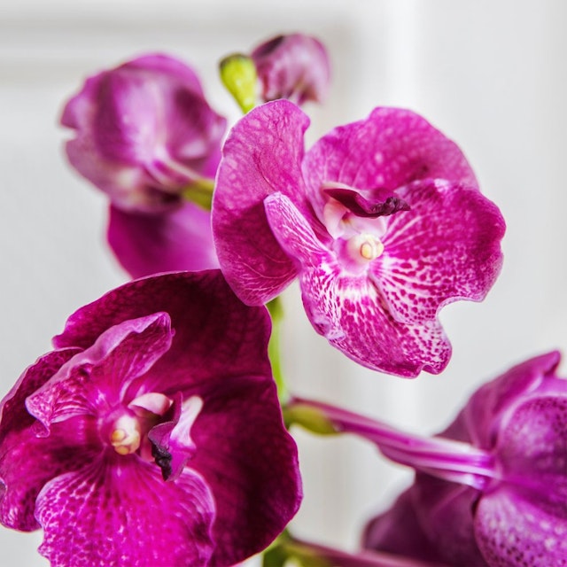 Vanda Orchid Flowering Houseplant