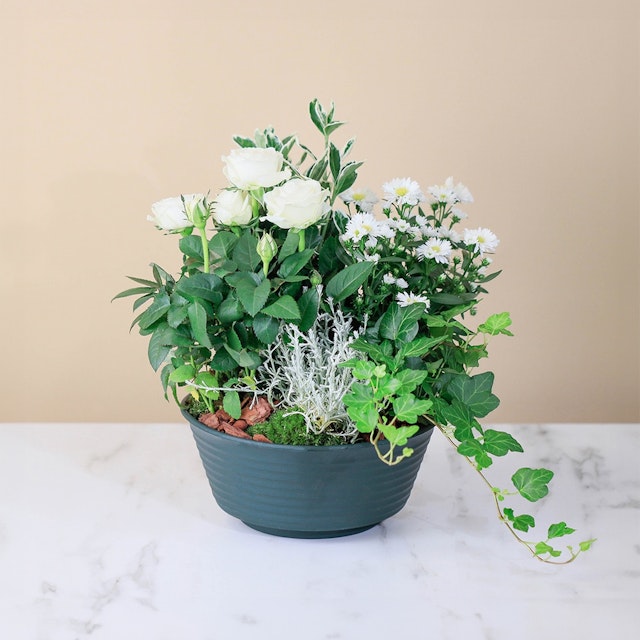 Lumineux Souvenir: Commémorative avec Livraison Directe sur Tombe