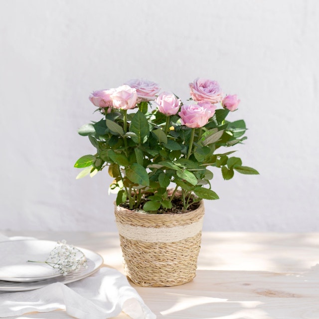 Rosier Rose - Fragrant Garden Shrub