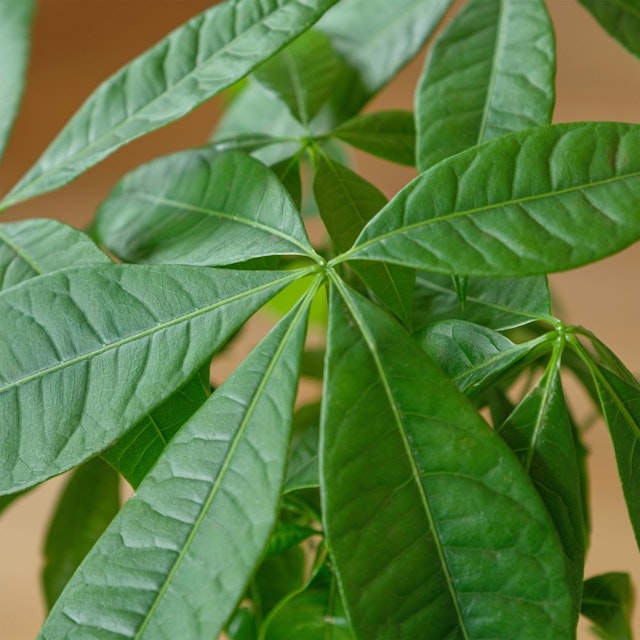Pachira Aquatica Money Tree Plant