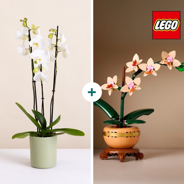 LEGO® Orchid Botanical Collection Building Set - Duo Pack