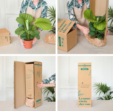 Carmona Microphylla Bonsai Tree - Fukien Tea Tree