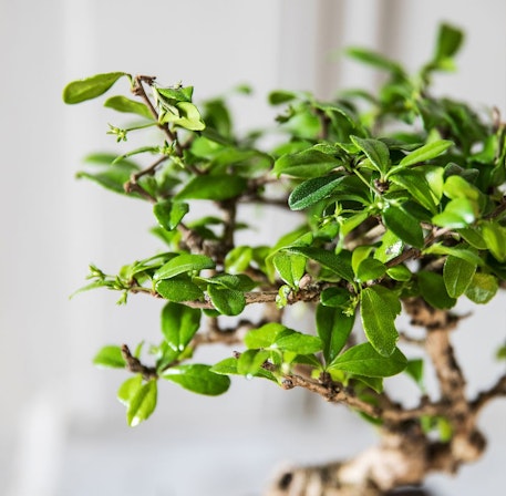 Carmona Microphylla Bonsai Tree - Fukien Tea Tree