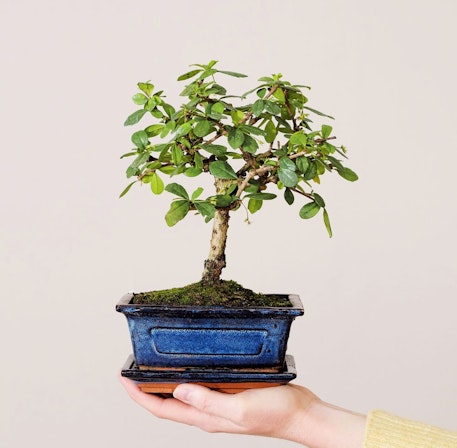 Carmona Microphylla Bonsai Tree - Fukien Tea Tree